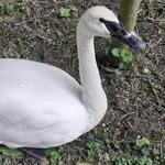 Trumpeter Swan