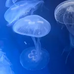 Moon jellyfish