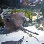 Thornback Ray