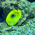 Bennett's Butterflyfish