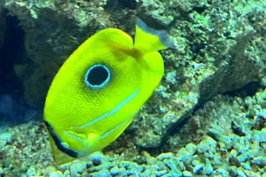 Bennett's Butterflyfish