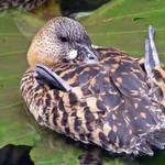 White-backed Duck