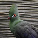Guinea Turaco (Buffon's)