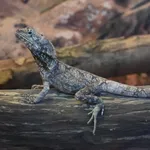 Frilled Lizard