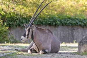Oost-Afrikaanse Spiesbok