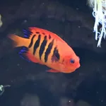 Flame Angel