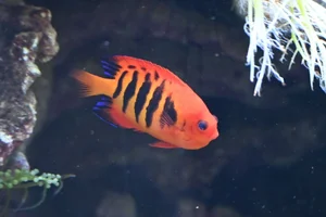 Centropyge loricula