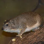 Bush Hyrax