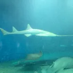 Dwarf Sawfish