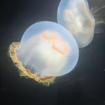 brownbanded moon jelly