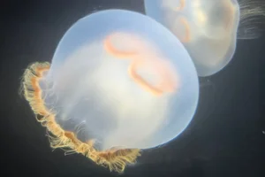 brownbanded moon jelly