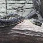 Diamond Python