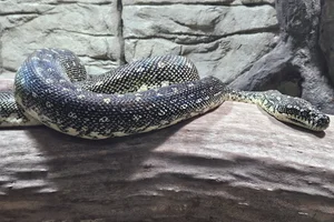 Diamantpython