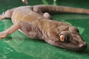 Golden gecko