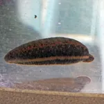European Medicinal Leech