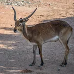 Southern Lechwe
