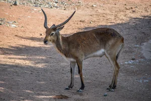 Litschiewaterbok