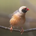 Red-billed Quelea