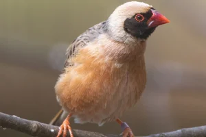 Roodbekwever