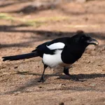 Black-billed Magpie