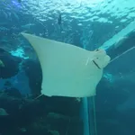 Javanese Cownose Ray