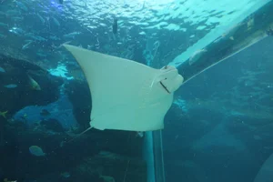 Javanese Cownose Ray