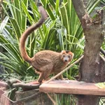 Crowned Lemur