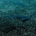 Atlantic Sturgeon