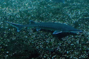 Atlantische steur