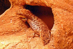 Pygmy Spiny-tailed Skink