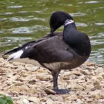 Black Brant