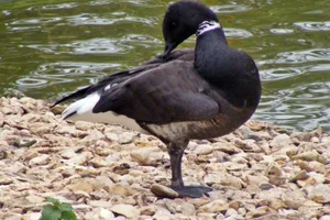 Zwarte Rotgans