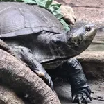 Central African Mud Turtle