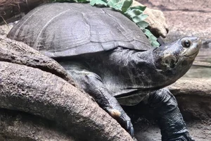 Central African Mud Turtle