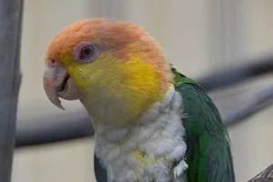Witbuikcaique