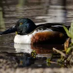 Northern Shoveler