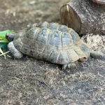 Hermann's Tortoise