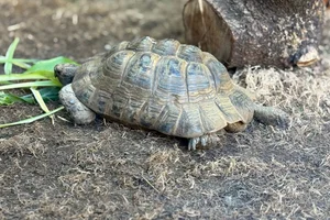 Griekse landschildpad