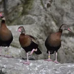 Black-bellied Whistling-Duck (autumnalis)
