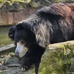 Sloth Bear