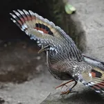 Sunbittern
