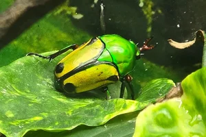 Eudicella colmanti