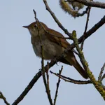 Common Nightingale