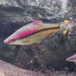Sahyadria denisonii (Day, 1865)