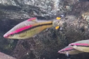 Sahyadria denisonii