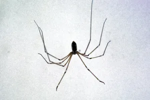 Grote trilspin