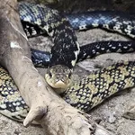 Malagasy Giant Hognose Snake