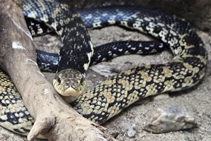 Malagasy Giant Hognose Snake