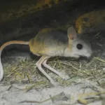 Lesser Egyptian Jerboa