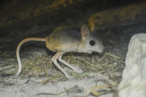Woestijnspringmuis
